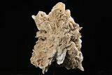 Selenite Desert Rose on Stand - Chihuahua, Mexico #264521-2